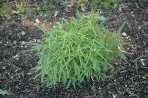 artemisia drac. senior