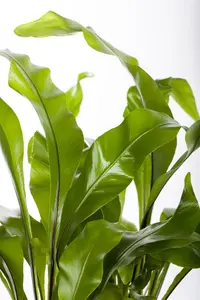 asplenium