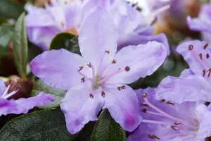 azalea jap.