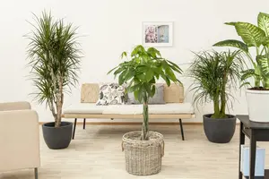 2 - afbeelding 4