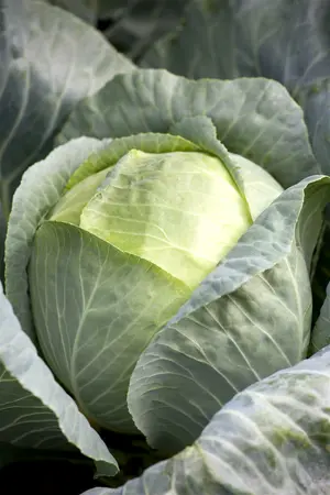 brassica ol. var. laciniata  roter grunkohl  - afbeelding 1
