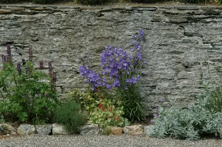 campanula pers. - afbeelding 4