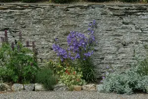 campanula pers. - afbeelding 4