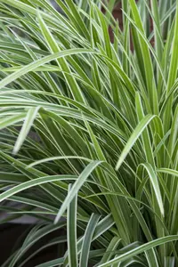 carex morrowii ice dance