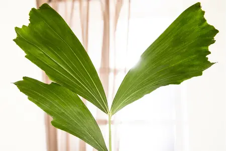 caryota mitis - afbeelding 1