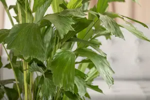 caryota mitis - afbeelding 3