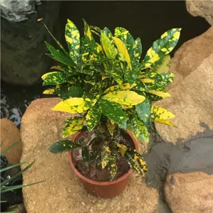 codiaeum variegatum gold star 