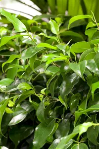 ficus benjamina danielle 