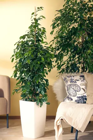 ficus benjamina danielle  - afbeelding 2