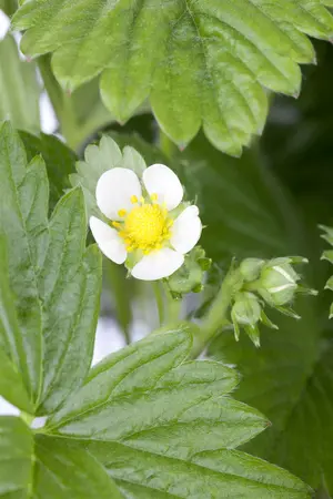 fragaria vesca - afbeelding 4