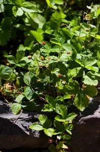 fragaria vesca