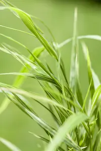 hakonechloa   aureola  - afbeelding 2