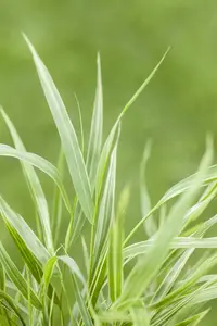 hakonechloa   aureola  - afbeelding 4