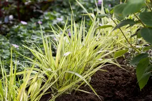 hakonechloa aureola