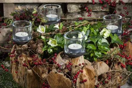 helleborus niger - afbeelding 4