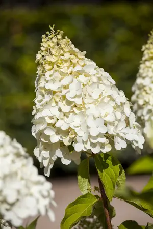 grote pot - afbeelding 1
