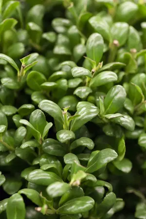ilex cren.  convexa  25-30 cm. c2 - afbeelding 1