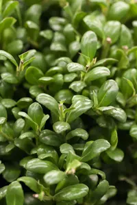 ilex cren. convexa 25-30 cm. c2