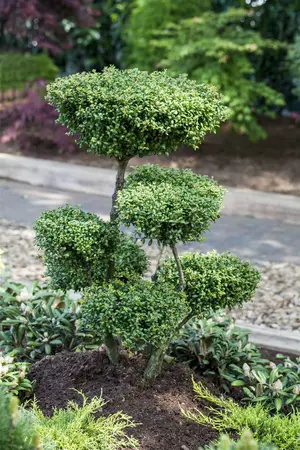 ilex cren.  convexa  25-30 cm. c2 - afbeelding 2