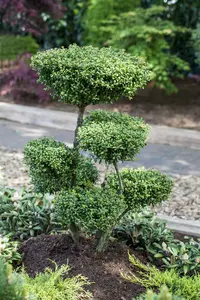 ilex cren.  convexa  25-30 cm. c2 - afbeelding 2
