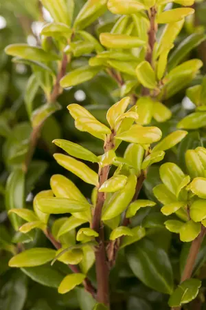 ilex cren.  convexa  25-30 cm. c2 - afbeelding 3