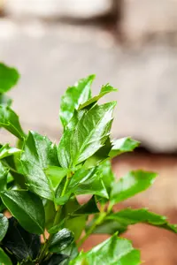 ilex mes. blue maid