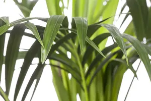 3 - afbeelding 1