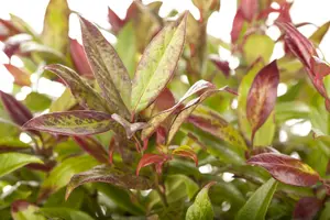 leucothoe zeblid