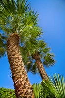 Mediterrane planten