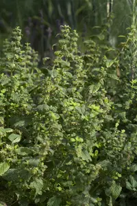 melissa officinalis - afbeelding 5
