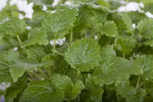 melissa officinalis - afbeelding 3