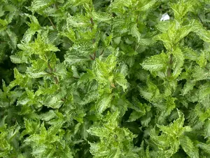 mentha berries and cream