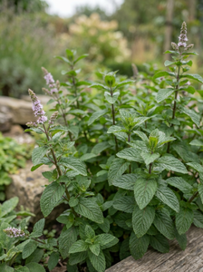 mentha piperita bergamot