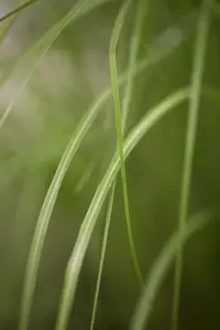 miscanthus sinensis gracillimus
