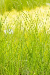 miscanthus sinensis  gracillimus  - afbeelding 4