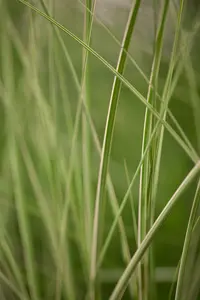 miscanthus sinensis kleine silberspinne