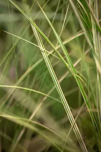 miscanthus sinensis morning light
