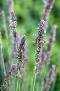 molinia caerulea moorhexe