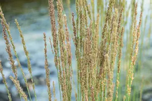 molinia caerulea  moorhexe  - afbeelding 4