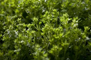 ocimum basilicum