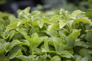 pot9cm - afbeelding 3