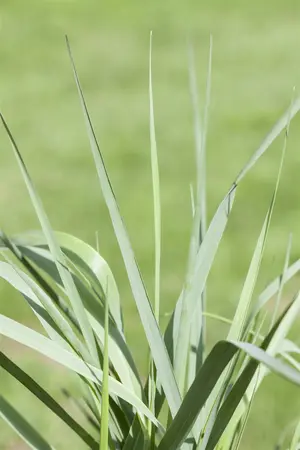 panicum virgatum  prairy sky  - afbeelding 5
