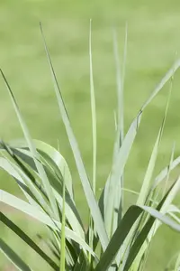 panicum virgatum  prairy sky  - afbeelding 5