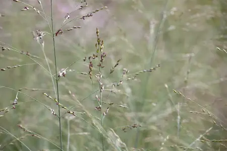 panicum virgatum  prairy sky  - afbeelding 1