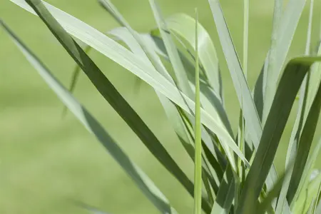 panicum virgatum  prairy sky  - afbeelding 2