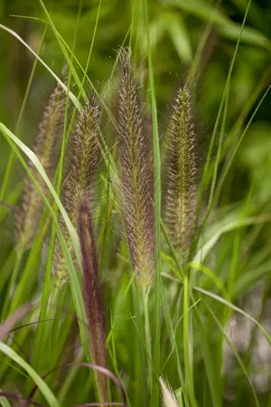 pennisetum viridiscens - afbeelding 1