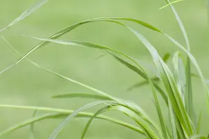 pennisetum viridiscens - afbeelding 4