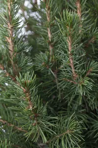 picea gl. conica