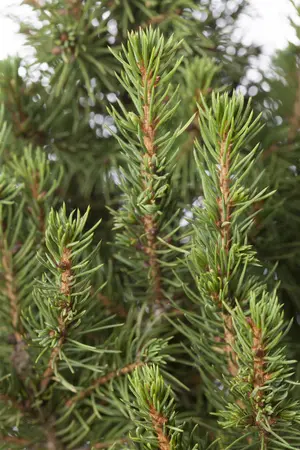30-40 cm. P15 - afbeelding 2