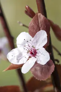 prunus merchant giseia